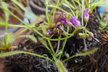 アフリカナガバモウセンゴケ・大船フラワーセンター