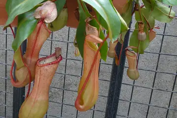 ウツボカズラ・大船フラワーセンター