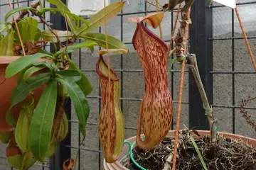 ウツボカズラ・大船フラワーセンター