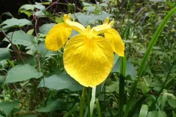 キショウブ・箱根旧東海道