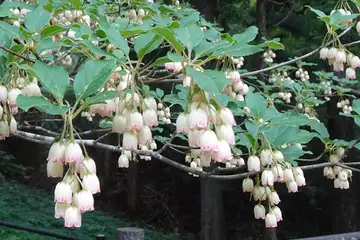 サラサドウダン・箱根旧東海道