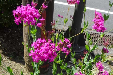 ムシトリナデシコ・御岳山からロックガーデン