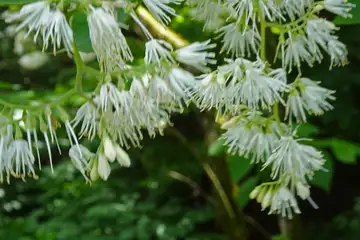 オオバアサガラ・御岳山