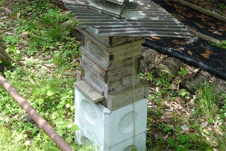 御岳山からロックガーデン・林の中に養蜂箱
