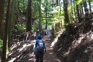 天狗の腰掛杉