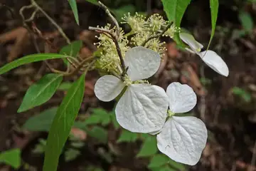 ガクウツギ・御岳山