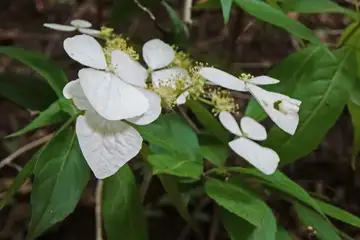 ガクウツギ・御岳山
