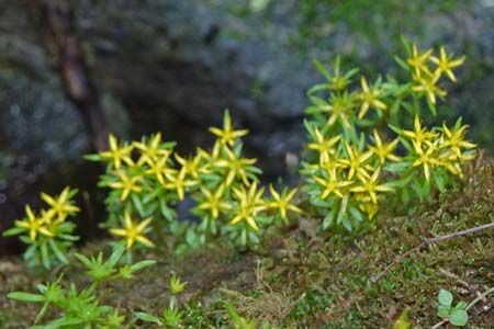 ヒメレンゲ・御岳山からロックガーデン
