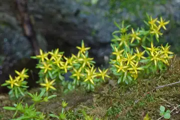 ヒメレンゲ・御岳山