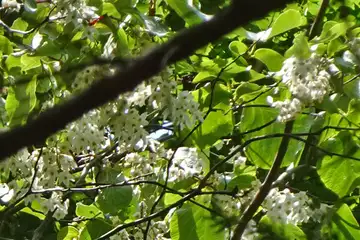 ハクウンボク・御岳山からロックガーデン