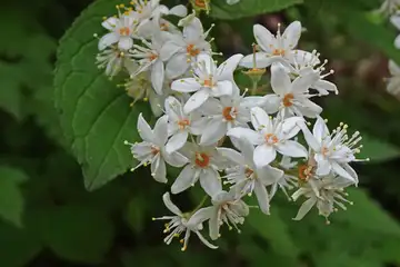 マルバウツギ・御岳山からロックガーデン