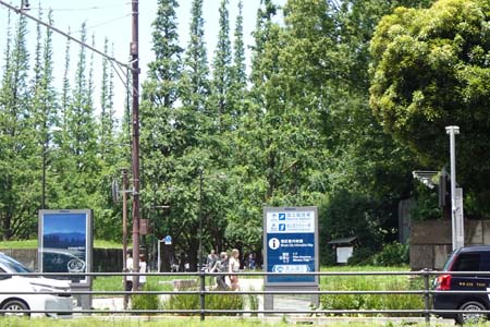 東京都港区・神宮外苑のイチョウ並木