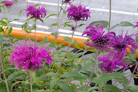 タイマツバナ・阿久和川