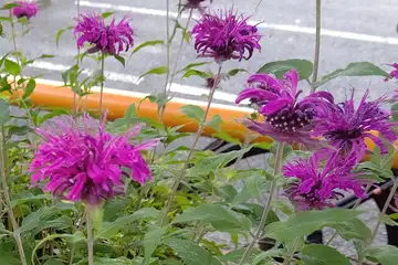 タイマツバナ・阿久和川
