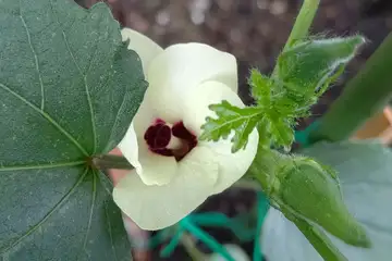 オクラ・阿久和川