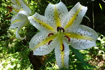ヤマユリ・天園から上郷あじさいの丘