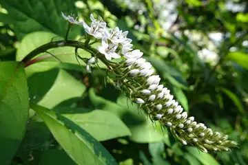 オカトラノオ・天園から上郷あじさいの丘