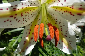ヤマユリ・天園から上郷あじさいの丘
