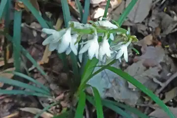 オオバジャノヒゲ・天園から上郷あじさいの丘