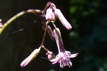 ムラサキニガナ・天園から上郷あじさいの丘