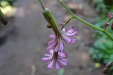 ムラサキニガナ・天園から上郷あじさいの丘