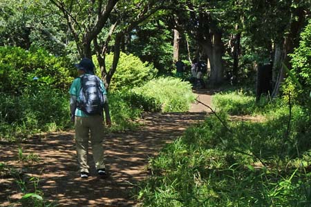 天園から上郷あじさいの丘・木立に覆われた大平山