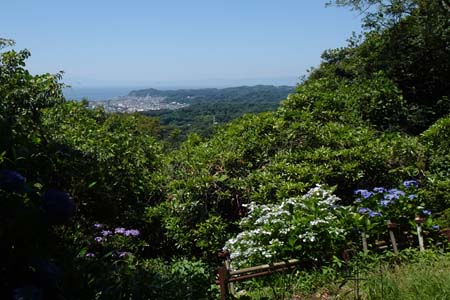 天園から上郷あじさいの丘・鎌倉の町並みの先に伊豆の山々