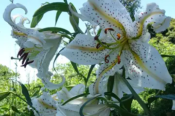 ヤマユリ・天園から上郷あじさいの丘