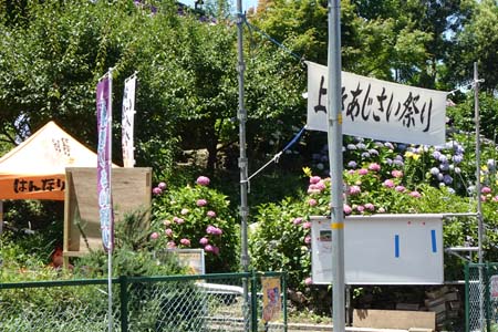 天園から上郷あじさいの丘・上郷あじさいの丘