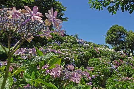 アジサイ・天園から上郷あじさいの丘