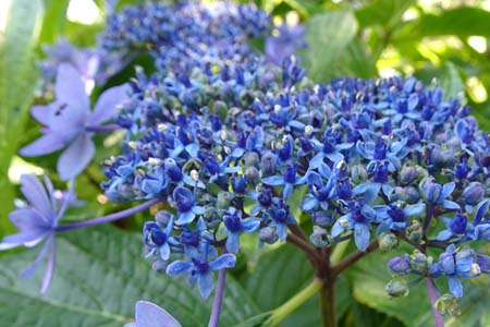 アジサイ・天園から上郷あじさいの丘