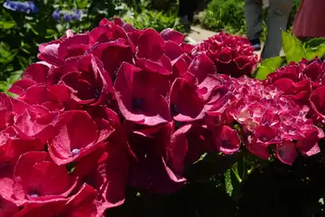 アジサイ・天園から上郷あじさいの丘