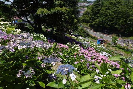 アジサイ・横浜市栄区上郷あじさいの丘