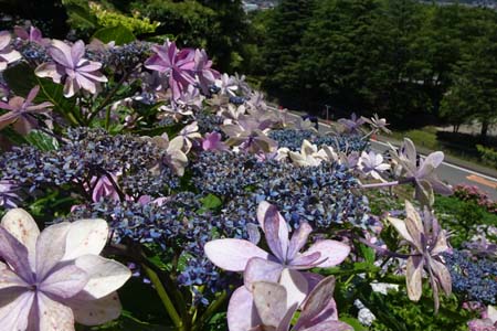 アジサイ・横浜市栄区上郷あじさいの丘