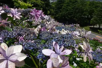 アジサイ・天園から上郷あじさいの丘