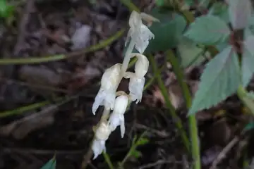 タシロラン・天園から上郷あじさいの丘