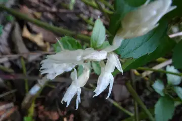 タシロラン・天園から上郷あじさいの丘