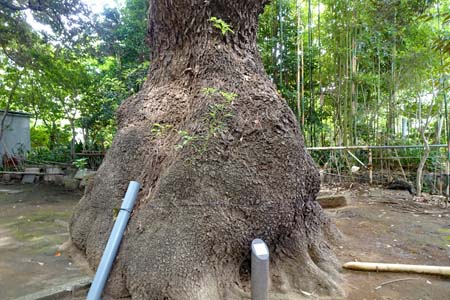 東京都世田谷区・玉川神社の大ケヤキ