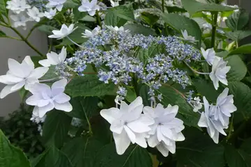 スミダノハナビ・東京都世田谷区上野毛