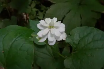 ドクダミ・御岳山