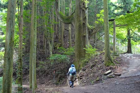 大岳山・天狗の腰掛杉