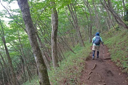 大岳山・緑の中の縦走路