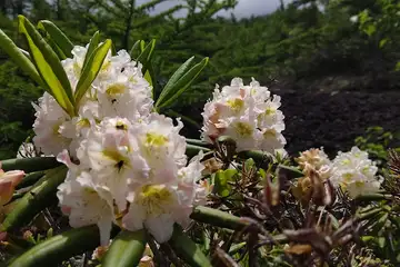 ハクサンシャクナゲ・富士山お中道