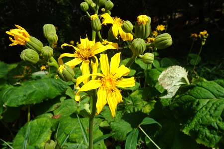 マルバタケブキ・大菩薩峠