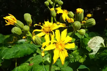 マルバタケブキ・大菩薩峠
