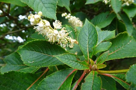 リョウブ・大菩薩峠