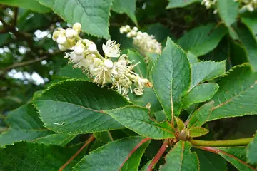 リョウブ・大菩薩峠