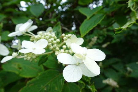 ノリウツギ・大菩薩峠