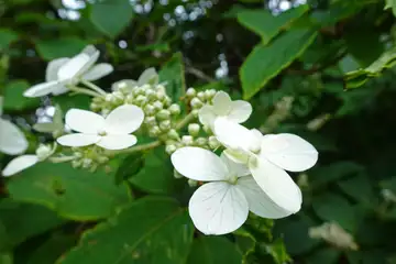 ノリウツギ・大菩薩峠