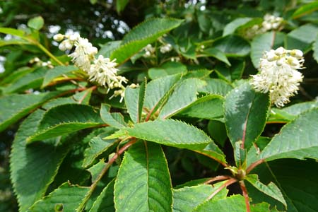 リョウブ・大菩薩峠
